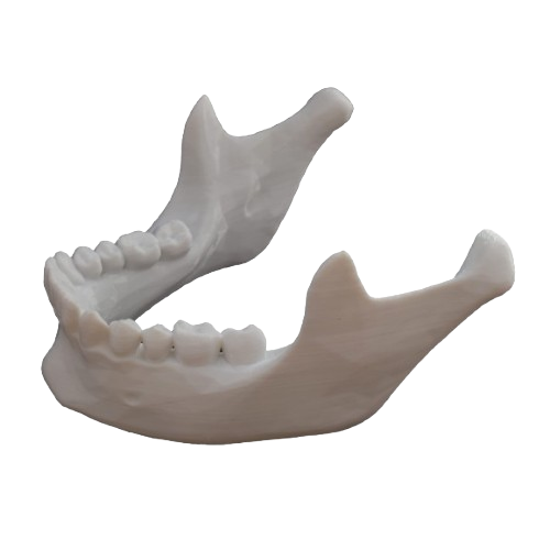 Mandible Model